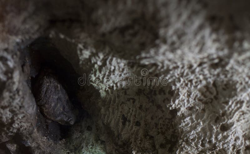 American toad hidden in a rock. American toad hidden in a rock