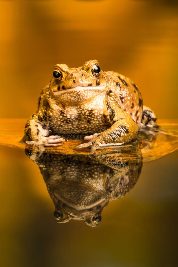 Rospo comune Bufo Bufo, riflessione nell'acqua fotografia stock Rospo comune Bufo Bufo, riflessione nell'acqua fotografia stock