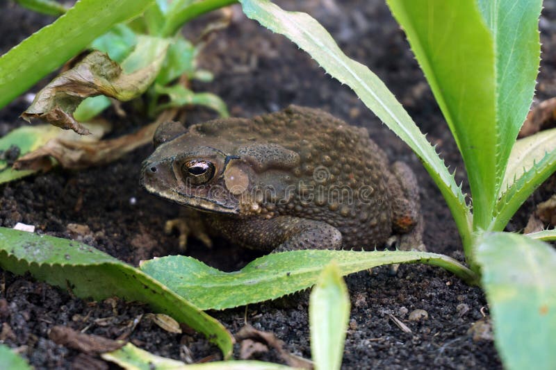 Asian Common Toad in the garden. Asian Common Toad in the garden