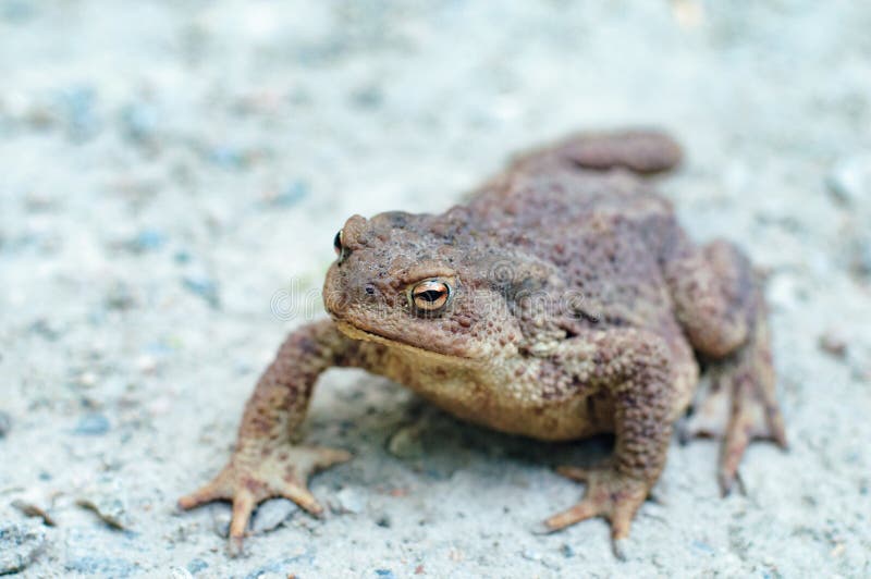 Earth Toad. A Big old toad walking over a gravel road. Earth Toad. A Big old toad walking over a gravel road