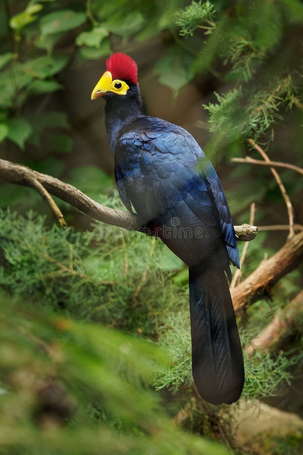 Ross Turaco - Musophaga rossae  or Lady Ross s turaco is a mainly bluish-purple African bird of the turaco family, Musophagidae