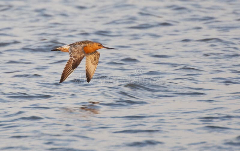 Rosse Grutto, Bar-tailed Godwit, Limosa lapponica stock photography Rosse Grutto, Bar-tailed Godwit, Limosa lapponica stock photography