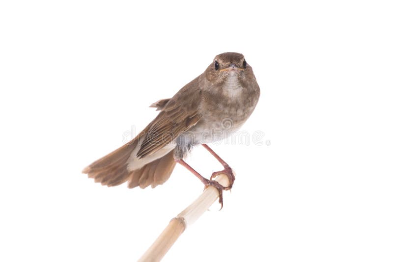 Nightingale Luscinia luscinia isolated on a white background in studio shot. Nightingale Luscinia luscinia isolated on a white background in studio shot