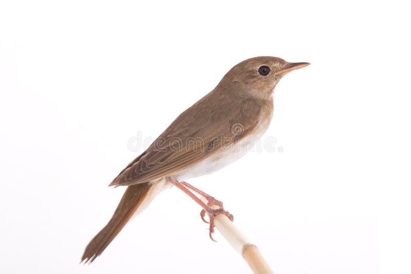 Nightingale Luscinia luscinia isolated on a white background in studio shot. Nightingale Luscinia luscinia isolated on a white background in studio shot