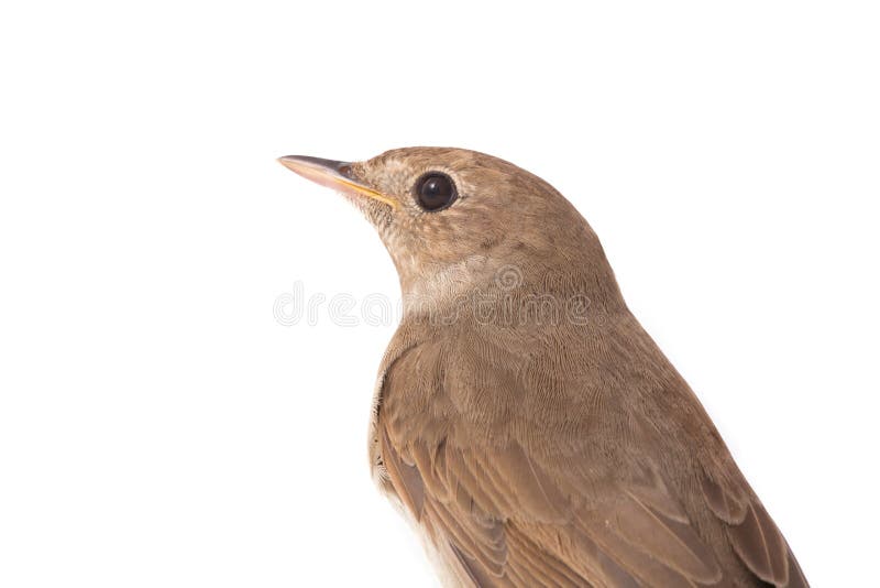 Portrait nightingale Luscinia luscinia isolated on a white background in studio shot. Portrait nightingale Luscinia luscinia isolated on a white background in studio shot