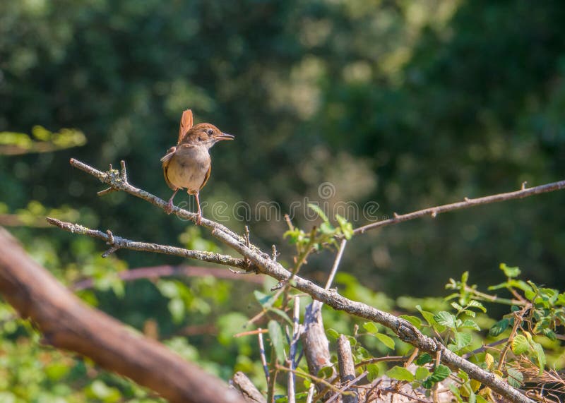A Nightingale - Luscinia megarhynchos - in it`s typical habitat of dense vegetation in southern Europe. A Nightingale - Luscinia megarhynchos - in it`s typical habitat of dense vegetation in southern Europe.