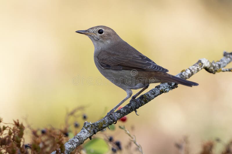 Common Nightingale, Luscinia megarhynchos, perched on a branch against a green background. Spain. Common Nightingale, Luscinia megarhynchos, perched on a branch against a green background. Spain