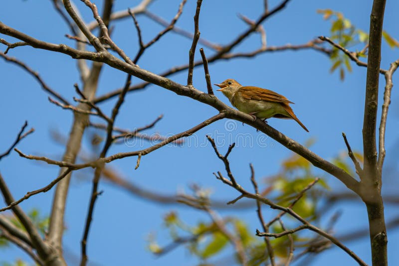 Common nightingale, a brown song bird with reddish tail, perching on tree singing. Sunny spring day in nature with blue sky and green leaves in the background. Common nightingale, a brown song bird with reddish tail, perching on tree singing. Sunny spring day in nature with blue sky and green leaves in the background