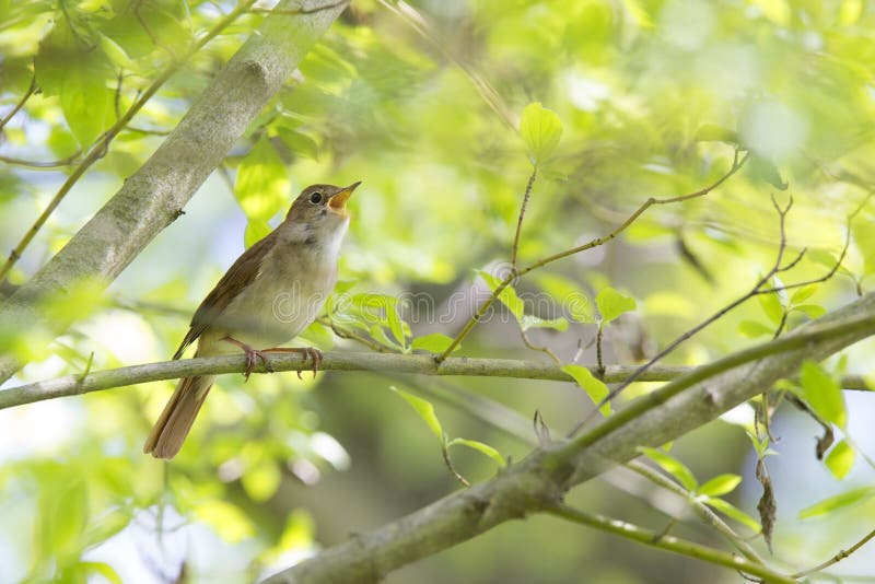 Common Nightingale perched in a tree singing loud in a city park in Berlin Germany,in a nice green forest atmosphere. Common Nightingale perched in a tree singing loud in a city park in Berlin Germany,in a nice green forest atmosphere