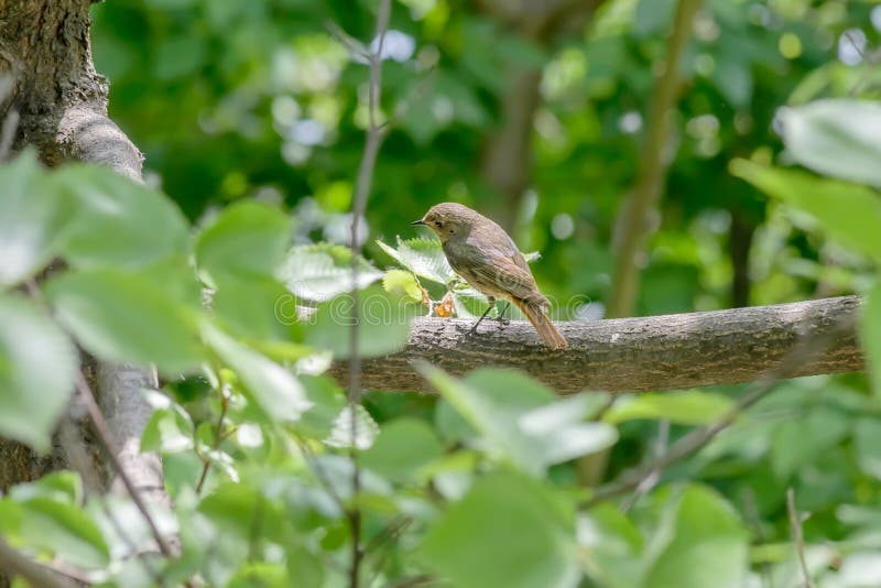 A nightingale is perched on a branch in the wood close to the Dnieper river in Kiev the capital of Ukraine. A nightingale is perched on a branch in the wood close to the Dnieper river in Kiev the capital of Ukraine
