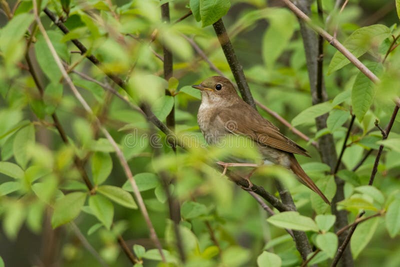 Wild thrush Nightingale in a thicket in summer. Wild thrush Nightingale in a thicket in summer