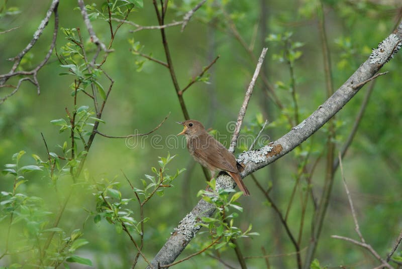 Thrush Nightingale singing in spring forest. Thrush Nightingale singing in spring forest