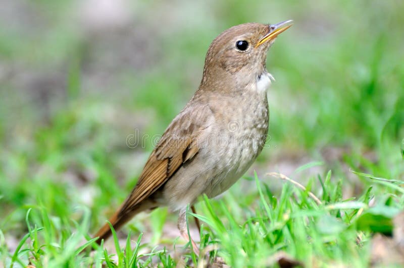 Close view of Thrush nightingale (Luscinia luscinia) at ground. Moscow region, Russia. Close view of Thrush nightingale (Luscinia luscinia) at ground. Moscow region, Russia