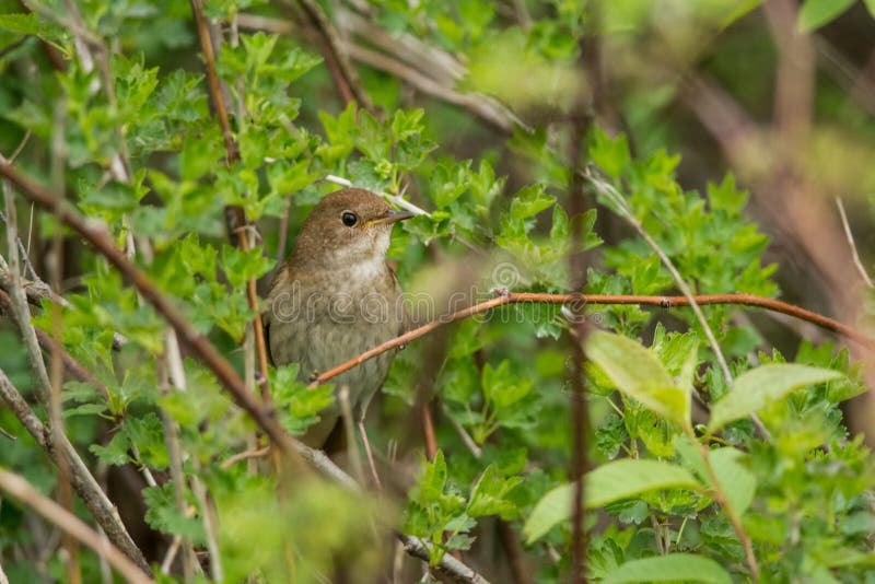 Wild Nightingale in its habitat - a thicket. Wild Nightingale in its habitat - a thicket