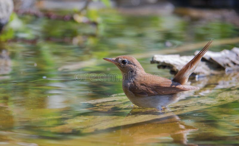 A Common Nightingale - Luscinia megarhynchos - takes a bath at a pool in southern Europe. A Common Nightingale - Luscinia megarhynchos - takes a bath at a pool in southern Europe.