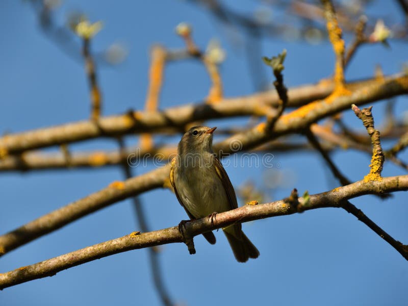 Close-up of a May nightingale on a twig of a spring apple tree under a blue sky on a sunny evening. Close-up of a May nightingale on a twig of a spring apple tree under a blue sky on a sunny evening.