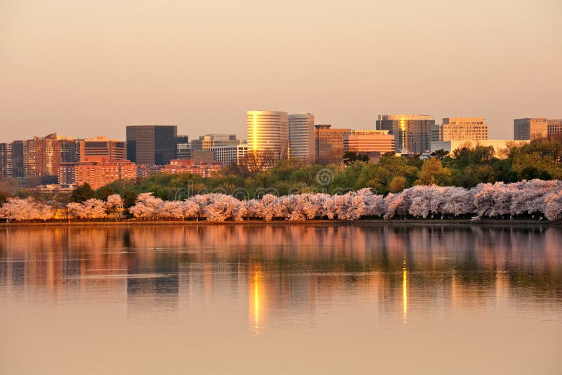 Government and corporate buildings of Rosslyn, VA with cherry blossom reflecting in Tidal Basin in sunrise, USA. Government and corporate buildings of Rosslyn, VA with cherry blossom reflecting in Tidal Basin in sunrise, USA