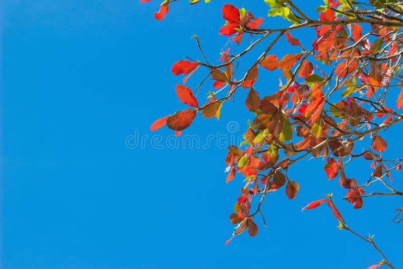 Rosso e foglie verdi sul fondo del cielo blu fotografia stock Rosso e foglie verdi sul fondo del cielo blu fotografia stock