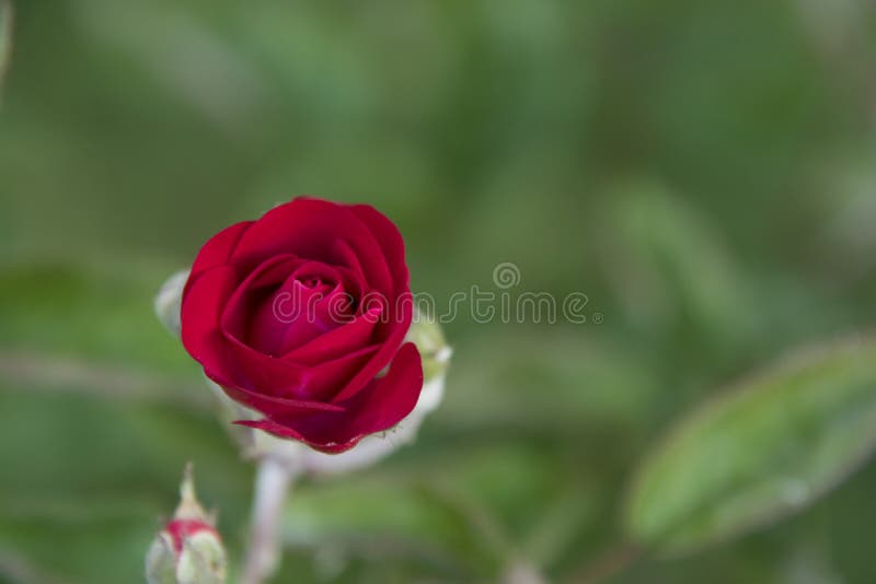 Download Rosso e selvaggio immagine stock. Immagine di centrale - 117980445