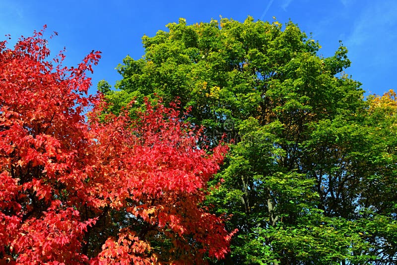 Rosso, verde luminosi e giallo hanno colorato le foglie sul genere di Acer delle corone degli alberi di acero durante la stagione fotografie stock libere da diritti Rosso, verde luminosi e giallo hanno colorato le foglie sul genere di Acer delle corone degli alberi di acero durante la stagione fotografie stock libere da diritti