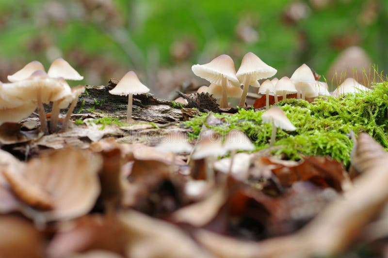 Rostiger Helmling (Mycena zephirus ) im Herbstwald - a group of Mycena zephirus mushrooms in autumn forest. Rostiger Helmling (Mycena zephirus ) im Herbstwald - a group of Mycena zephirus mushrooms in autumn forest