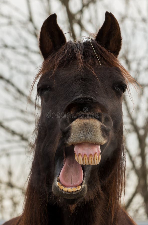 Cavalo sorrindo e mostrando dentes — Contexto, Luz do dia - Stock