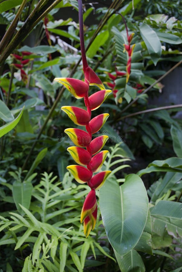 rostrata αστακών heliconia λουλουδιών & στοκ φωτογραφία με δικαίωμα ελεύθερης χρήσης rostrata αστακών heliconia λουλουδιών & στοκ φωτογραφία με δικαίωμα ελεύθερης χρήσης