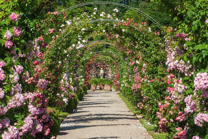 Rosträdgården Beutig i Baden-Baden royaltyfria foton Rosträdgården Beutig i Baden-Baden royaltyfria foton