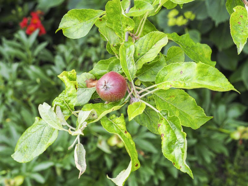 Rosy Apple Aphid, Dysaphis Plantaginea, plant disease, Detail of affected leaf