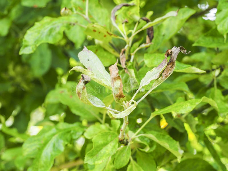 Rosy Apple Aphid, Dysaphis Plantaginea, plant disease, Detail of affected leaf