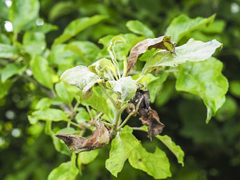 Rosy Apple Aphid, Dysaphis Plantaginea, plant disease, Detail of affected leaf