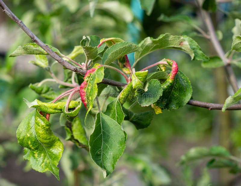 Rosy Apple Aphid Dysaphis Plantaginea