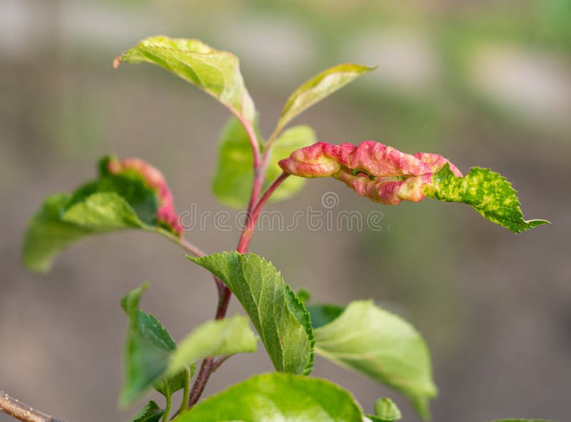 Rosy Apple Aphid Dysaphis Plantaginea