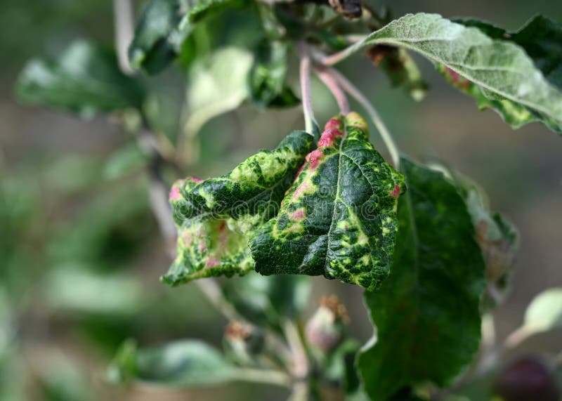 Rosy apple aphid Dysaphis Plantaginea. Plant disease