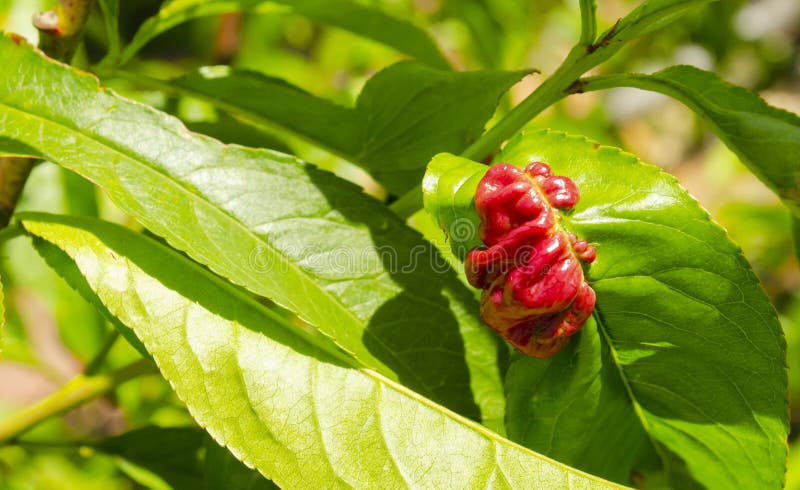 Rosy apple aphid Dysaphis Plantaginea. Plant disease, Detail of affected leaf in spring. Space for text