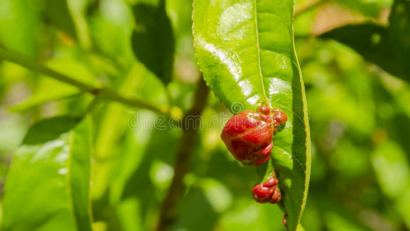 Rosy apple aphid Dysaphis Plantaginea. Plant disease, Detail of affected leaf in spring. Space for text