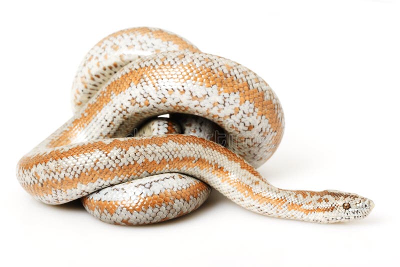 rosy boa