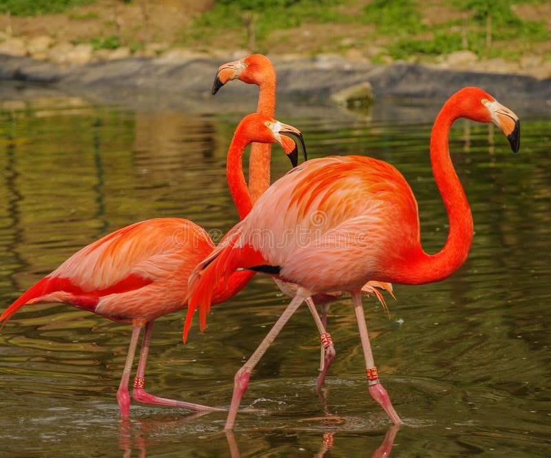 Rosy Flamingo at the Spring Lake Stock Photo Image of flamingo, pair