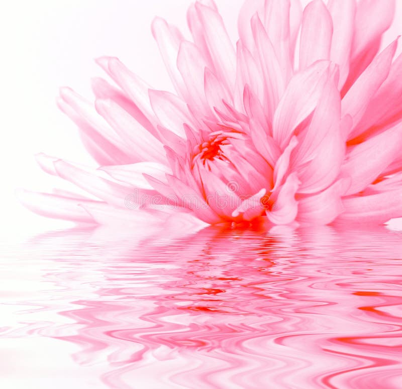 Rosy Flower Reflection in Water Stock Illustration Illustration of