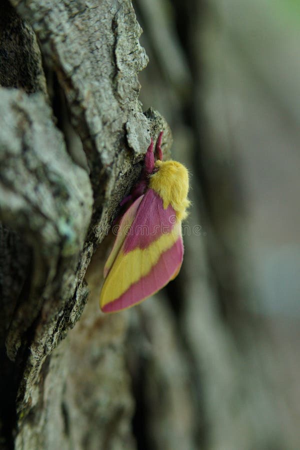 Rosy maple moth  South Carolina Public Radio