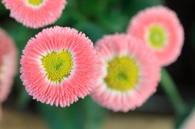 A Rosy Pink Flower with a Yellow Center. Stock Photo Image of colorful, blossom 112496106