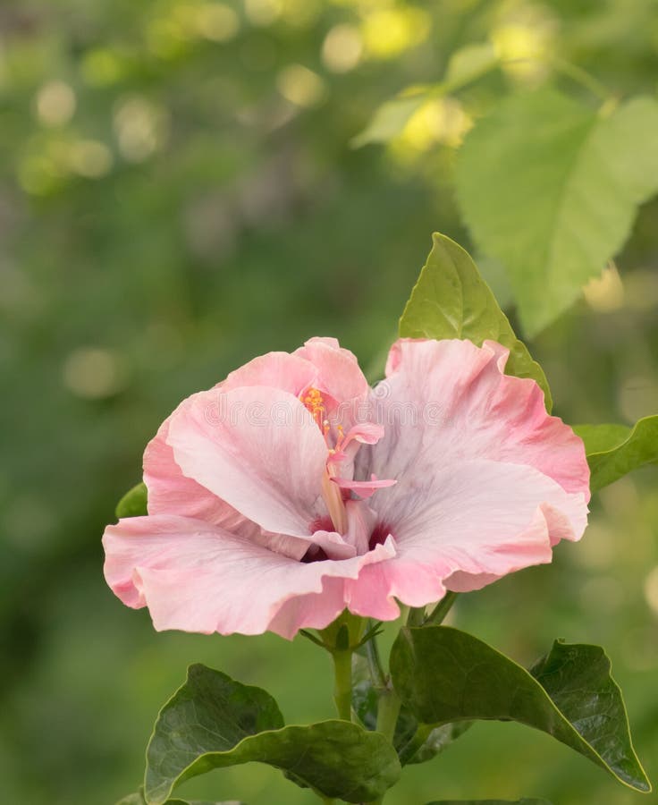 Rosy Pink Tropical Hibiscus Bloom