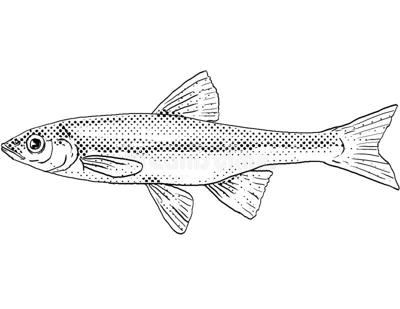 Shiner Fish Stock Illustrations – 37 Shiner Fish Stock