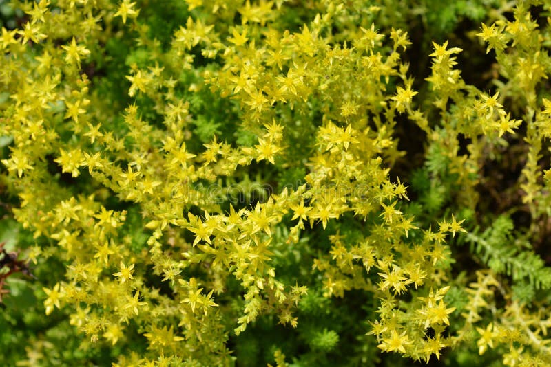 Rosyjski Stonecrop Weihenstephaner złoto obraz stock Rosyjski Stonecrop Weihenstephaner złoto obraz stock