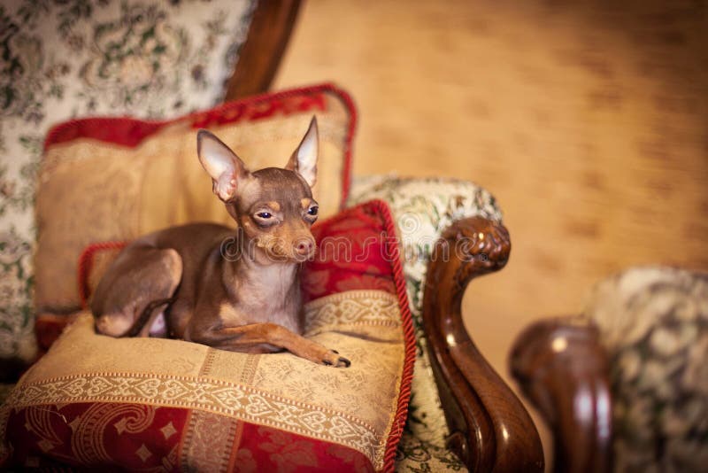 Russian toy terrier is a companion dog. Their height (in withers) can vary from 8 to 10 inches (19-29 cm.) with a weight anywhere from 3 to 6 pounds (1-2.5 kg. Russian toy terrier is a companion dog. Their height (in withers) can vary from 8 to 10 inches (19-29 cm.) with a weight anywhere from 3 to 6 pounds (1-2.5 kg.