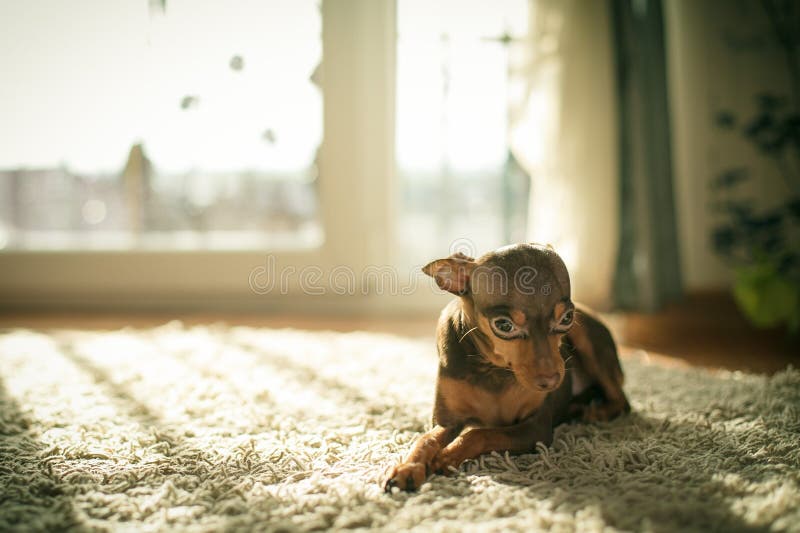 Russian toy terrier is a companion dog. Their height (in withers) can vary from 8 to 10 inches (19-29 cm.) with a weight anywhere from 3 to 6 pounds (1-2.5 kg. Russian toy terrier is a companion dog. Their height (in withers) can vary from 8 to 10 inches (19-29 cm.) with a weight anywhere from 3 to 6 pounds (1-2.5 kg.