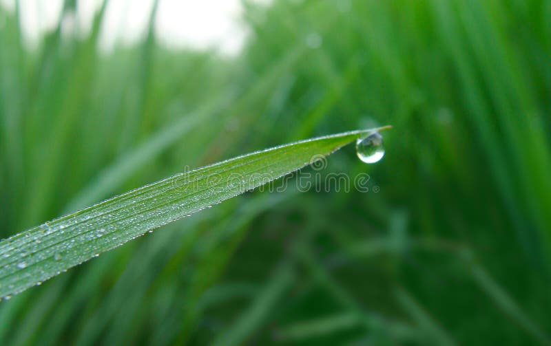 Rosée de matin sur Paddy Field images libres de droits Rosée de matin sur Paddy Field images libres de droits