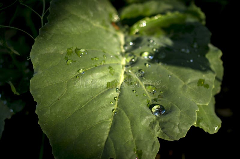 Rosée sur la feuille images stock