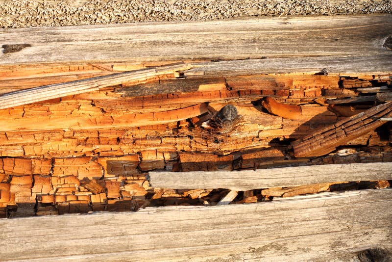 Rot on dead wood stock images Rot on dead wood stock images
