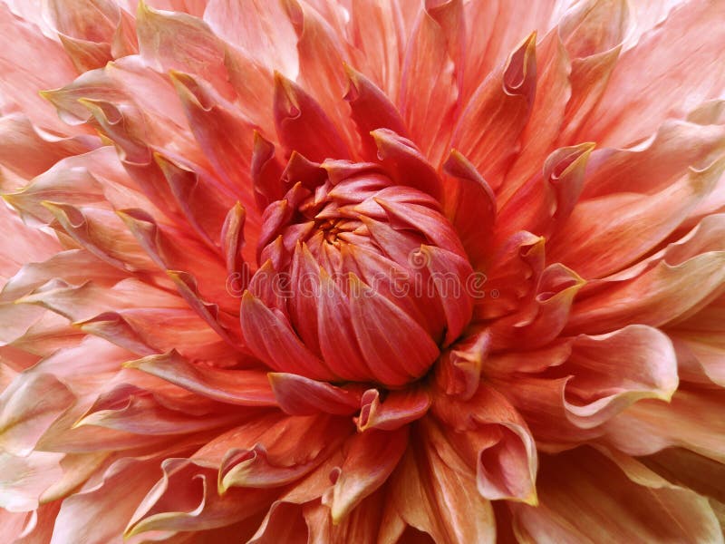 Rot-gelbe Blume der Dahlie Makro Bunte große Blume Hintergrund von einer Blume lizenzfreies stockfoto Rot-gelbe Blume der Dahlie Makro Bunte große Blume Hintergrund von einer Blume lizenzfreies stockfoto